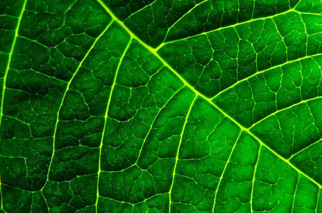 photosynthesis